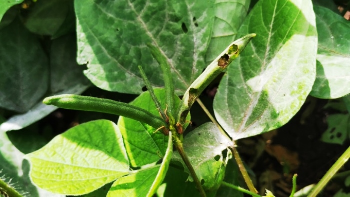 ಕೀಟ ಬಾದೆ image